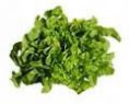 Hoja de roble verde